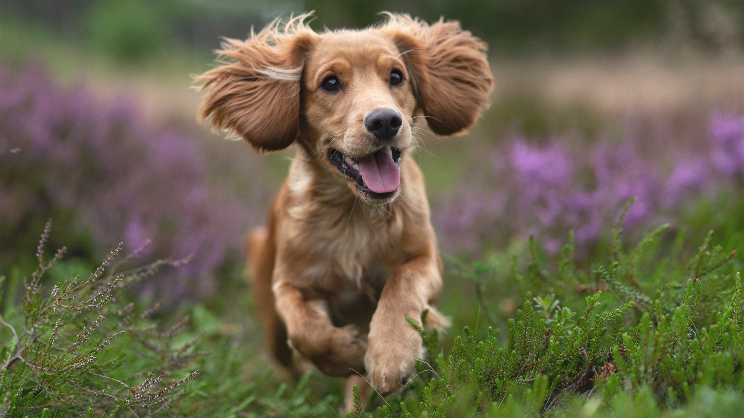 体育之神如何选择他的接管者？芬兰与楚阿梅尼的跨界启示